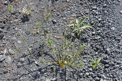 Crotalaria assamica