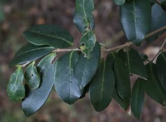 Chionanthus foveolatus