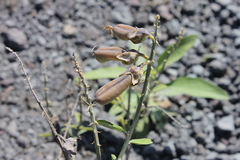 Crotalaria assamica