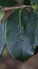 Chionanthus foveolatus