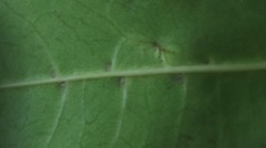 Chionanthus foveolatus