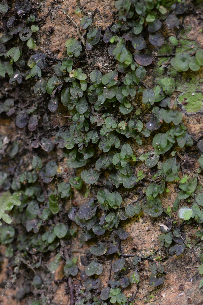 Didymoglossum beccarianum (Didymoglossum beccarianum)