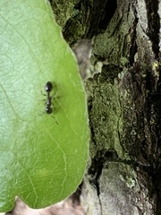 Temnothorax longispinosus
