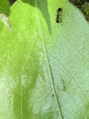 Temnothorax longispinosus