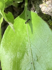 Temnothorax longispinosus