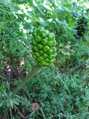 Arum korolkowii