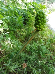 Arum korolkowii