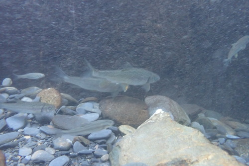 Taiwanese schraapkarper (Onychostoma barbatulum) — Cyprinidae