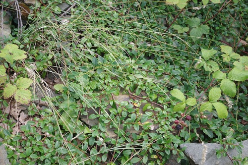 Cotoneaster dammeri