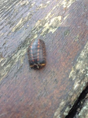 Glomeridae