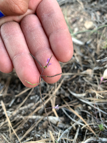 nodding rockcress (Arabis demissa var. languida)