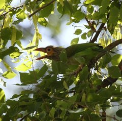 Psilopogon zeylanicus