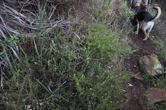Osteospermum ciliatum