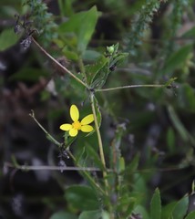 Osteospermum ciliatum
