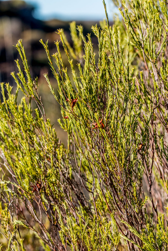 Aspalathus linearis, Bushmans Kloof, Clanwilliam, South Africa, by graham_g