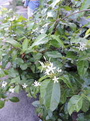 Saba