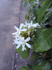Saba