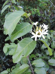 Saba
