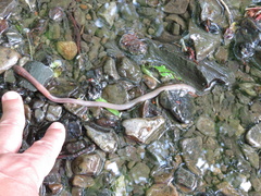 Annelida