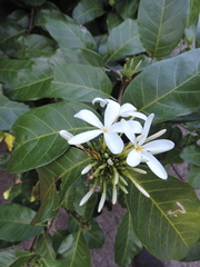 Saba