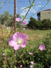 Malva punctata