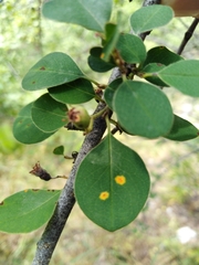 Gymnosporangium confusum