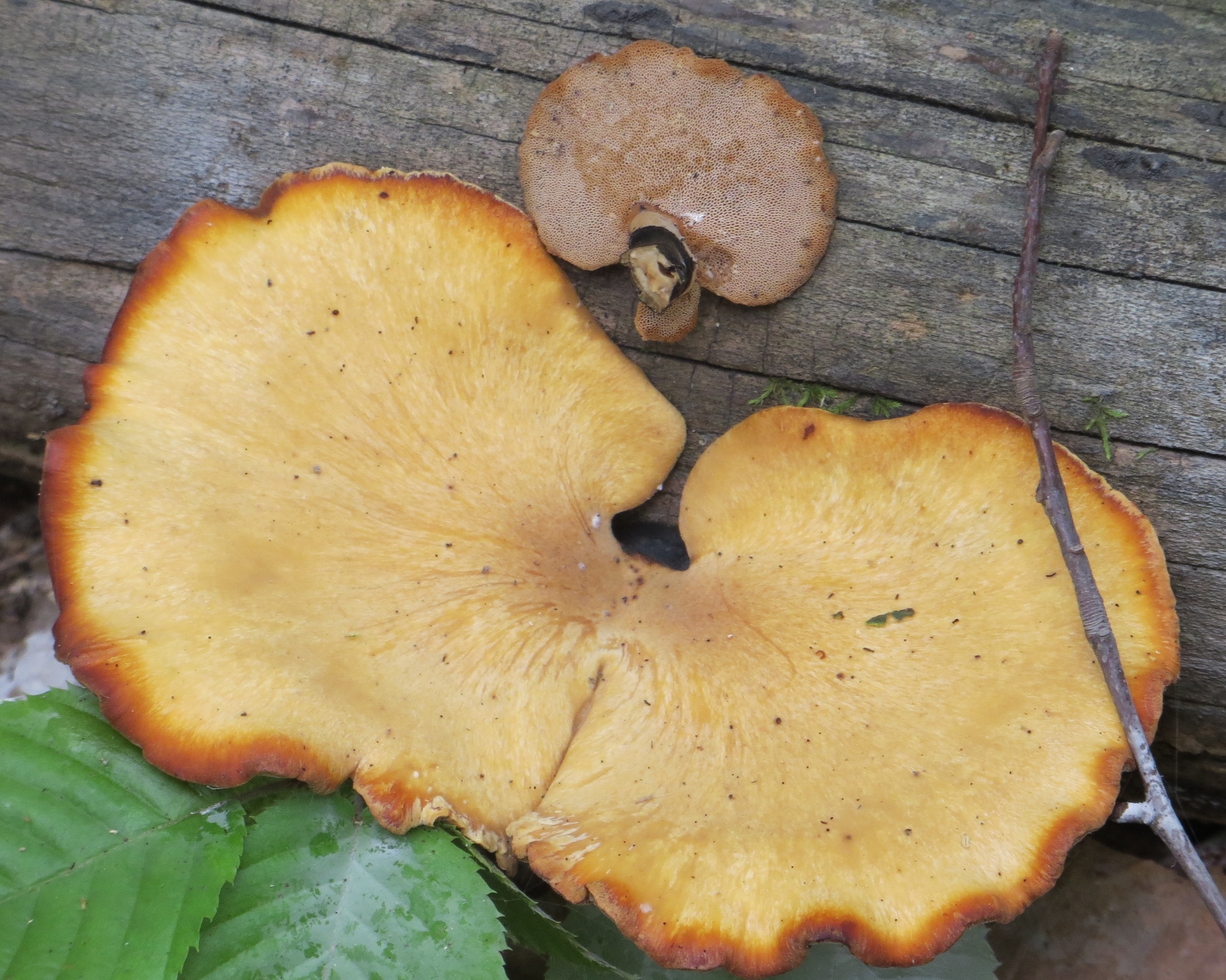 Polyporus varius image