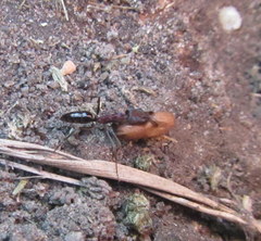 Odontomachus assiniensis