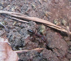 Odontomachus assiniensis