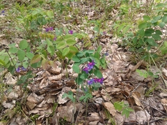 Lathyrus humilis