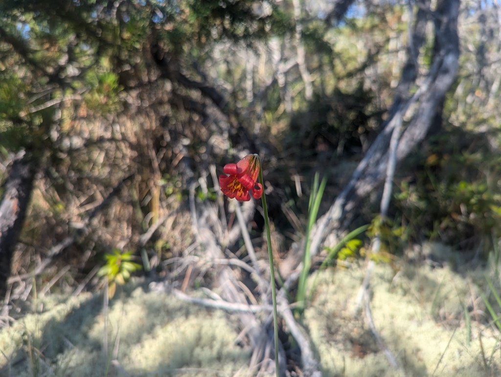 Lilium maritimum; photograph (c) Ryan Sorrells, some rights reserved (CC BY)
