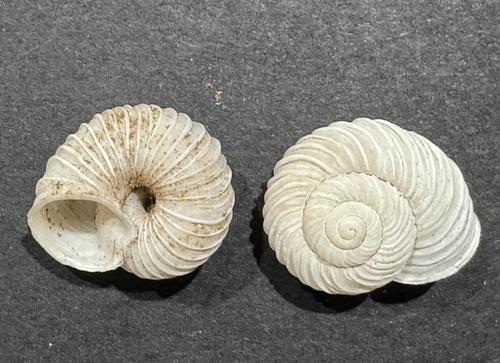Basedowena oligopleura