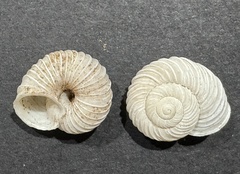 Basedowena oligopleura