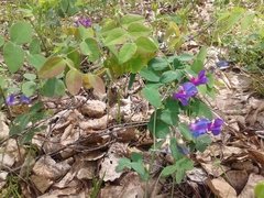 Lathyrus humilis