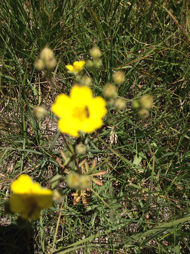 iNaturalist observation photo of Insects