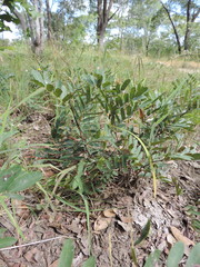 Cryptosepalum maraviense