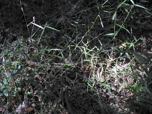 Image of Ottochloa gracillima by (c) Scott W. Gavins, some rights reserved (CC BY)