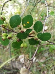 Gymnosporangium confusum