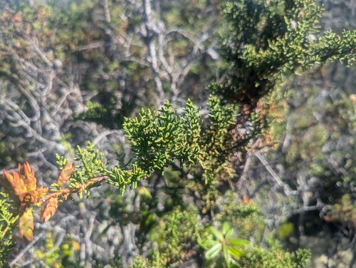 pygmy cypress (Hesperocyparis pygmaea)
