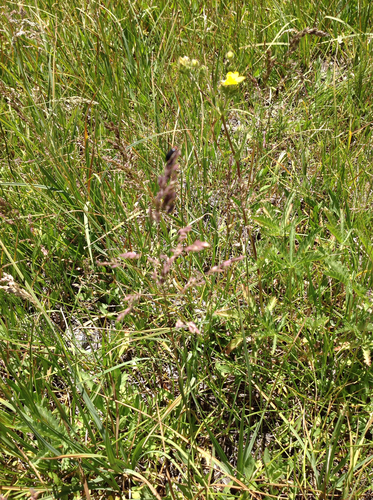 iNaturalist observation photo of Insects