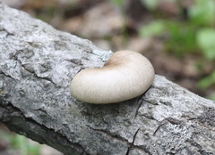 Pleurotus calyptratus