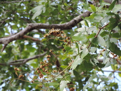 Detarieae
