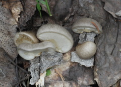 Pleurotus calyptratus