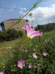 Malva punctata