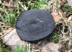 Pseudoplectania melaena