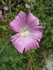 Malva punctata