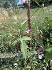 Malva punctata
