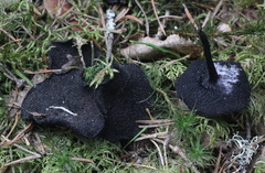 Pseudoplectania melaena