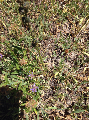 iNaturalist observation photo of Insects