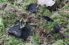 Pseudoplectania melaena
